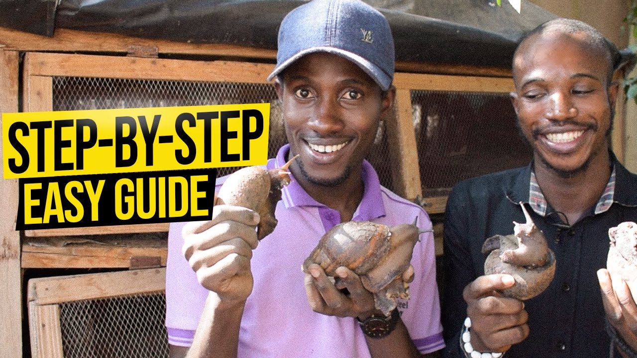 How To Start A Successful Snail Farm With Less Capital In 2024 | Beginners Guide