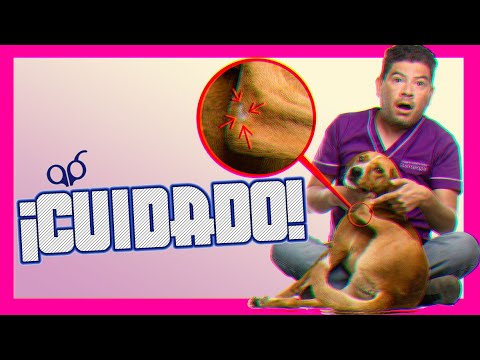 Video: Cómo tratar y prevenir los callos en los codos de los perros que pueden sangrar