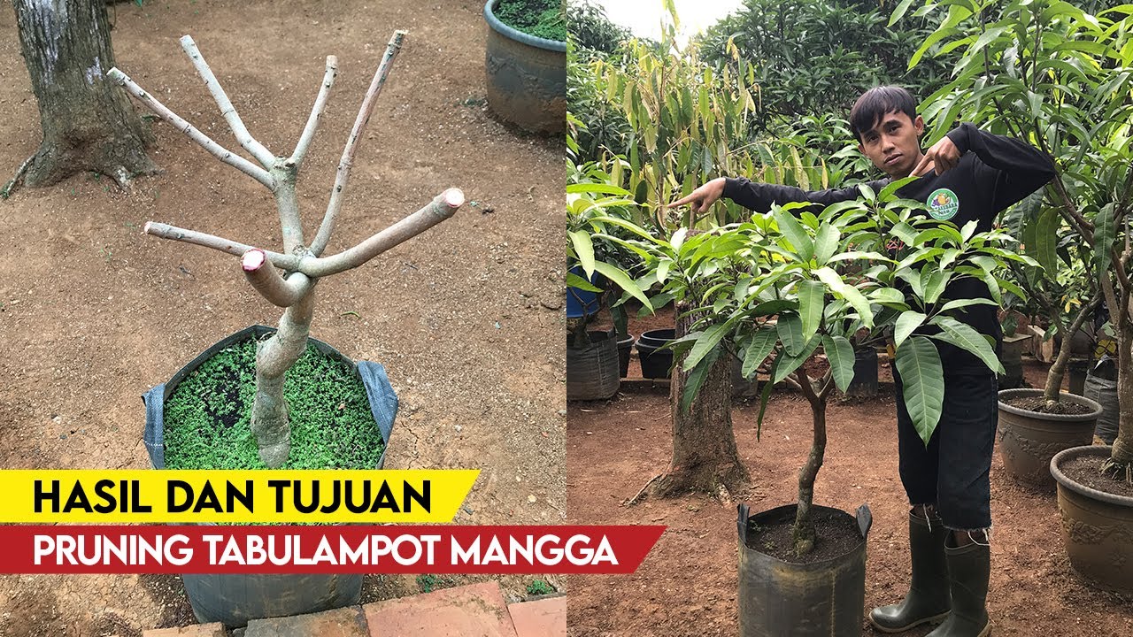 Только для новичков! Цели и задачи обрезки растений манго в горшках