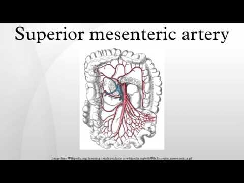 Superior mesenteric artery - YouTube