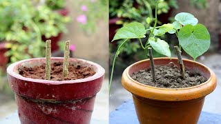 Grow This Plant To Save Your Family From Diseases | Best Medicinal Plant To Grow At Home