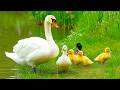 If Your Mind Feels Tired, Stay Here 🦆 Mother Duck &amp; Ducklings Calm Your Soul &amp; Ease Stress 💕