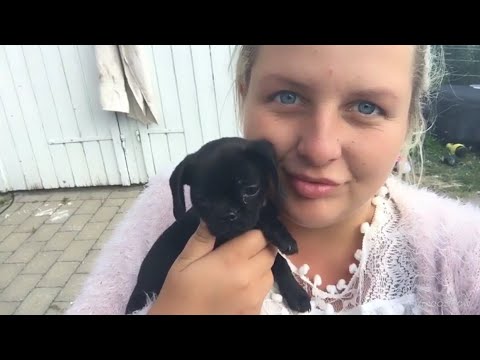 Video: Kæmpe Fejl: Jeg Fik Min Lillebarn En Hund