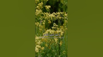 آية ٢٨ - ٢٩ من سورة ص - الشيخ سعود الشريم