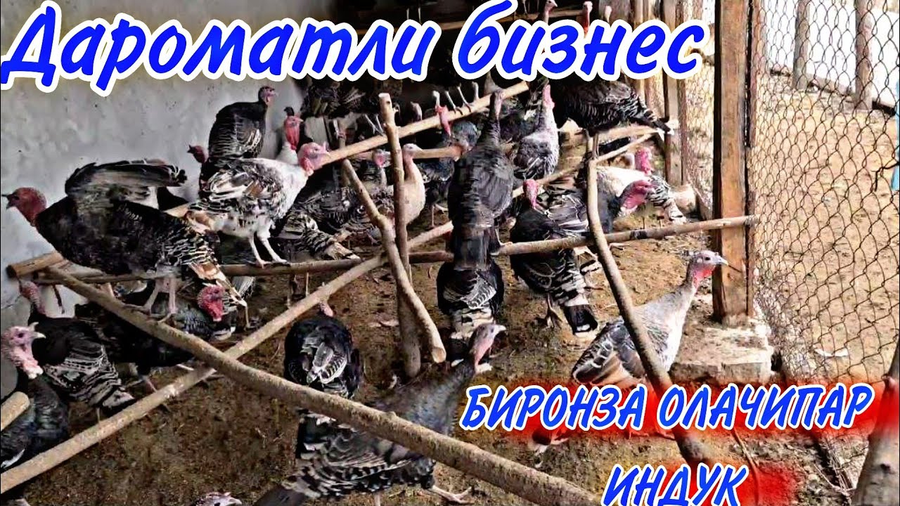УЙ ШАРОИТИДА КУРКА (ИНДУК) БОКИШ БИЗНЕСИ
