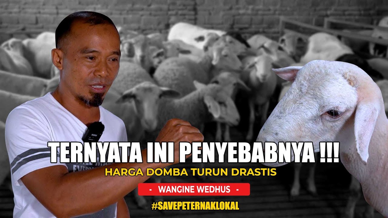 TERNYATA INI PENYEBABNYA! HARGA DOMBA TURUN DRASTIS | WANGINE WEDHUS FARM | ASBLANAS.TV