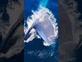 Это самое крупное животное за всю историю Земли.