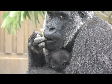 【京都市動物園】ゴリラの赤ちゃん、ゲンタロウと　Gorilla baby with gentaro