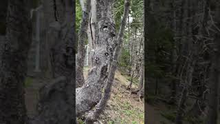 Worsley parkta bugünkü yürüyüşümüz (17 Mayıs 2026) #newfoundland #conceptionbaysouth #worsleypark