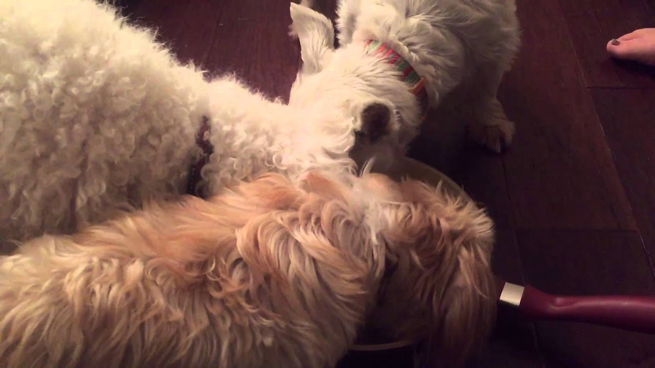 Puppies eating scrambled eggs - YouTube