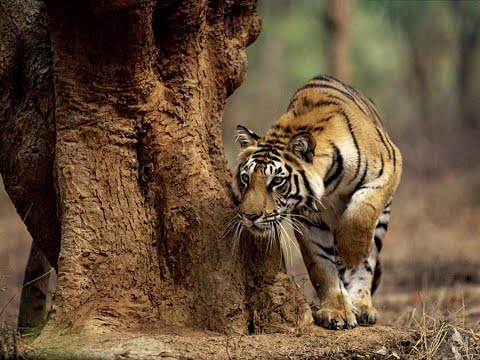 *TIGER'S HUNT* RARE VIDEO WATCH TILL END - YouTube