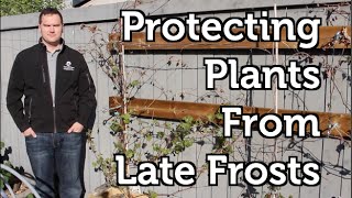 Protecting Perennials from Late Spring Frosts