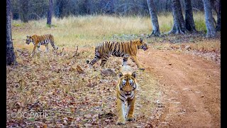 Male Tiger Matkasur breaking stereotype by taking care of his two cubs | Kolara Tadoba |
