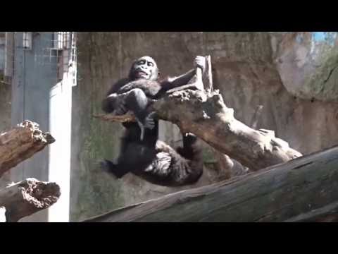 funny-baby-gorilla-sisters-play