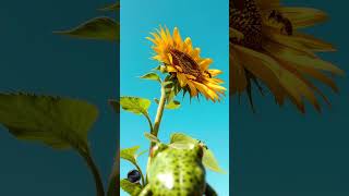 Classical Piano for Focus & Calm | 4K Nature Visuals with Elegant Music for Study, Work and Clarity