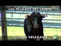 Toros de El Cotillo: toro enfadado de Collado Ruiz se encara al mayoral | Toros desde Andalucía