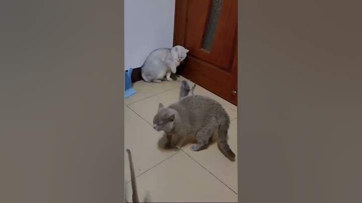 Briga de gatos por causa do filhote, coitado do gatinho. Dublagens de animais fofos