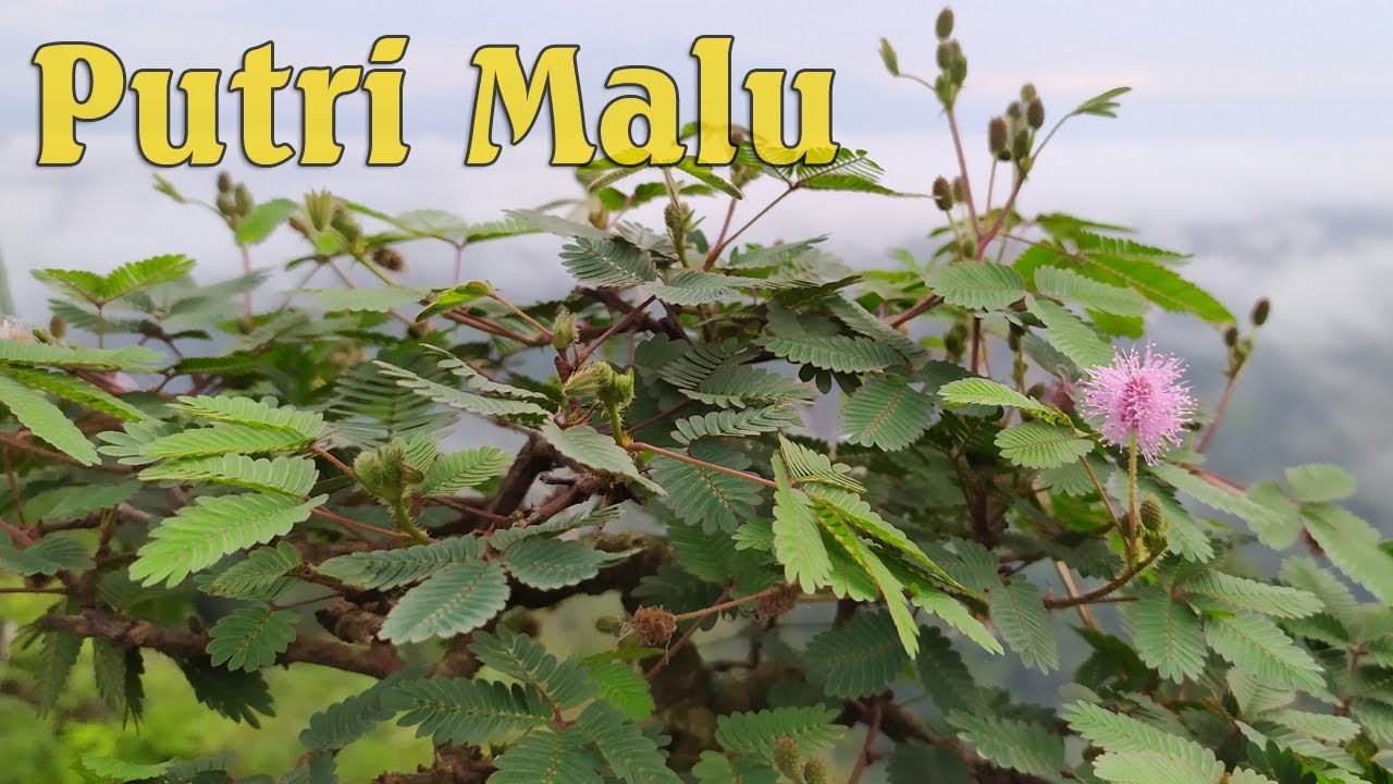 Putri Malu Tumbuhan Liar Yang Ternyata Kaya Manfaat Dan Khasiat Bagi Kesehatan Selain Di Bonsai Bonsai Lambar Bonsailambar Com