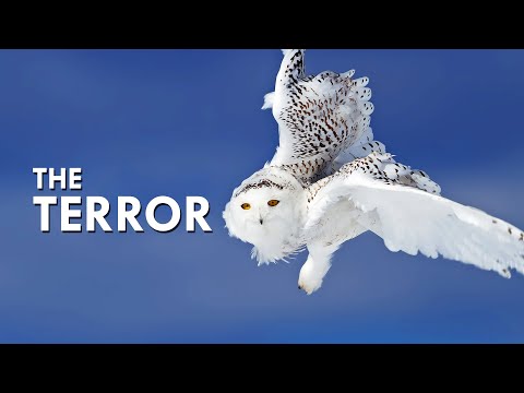 Video: Pet Scoop: Snowy Owls Mysteriously Head South, Sjældne Amur Leoparder Født i Florida