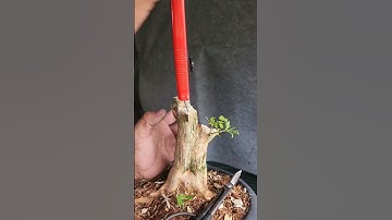 Làm cây nguyệt quế bị bỏ rơi chia sẻ bà con