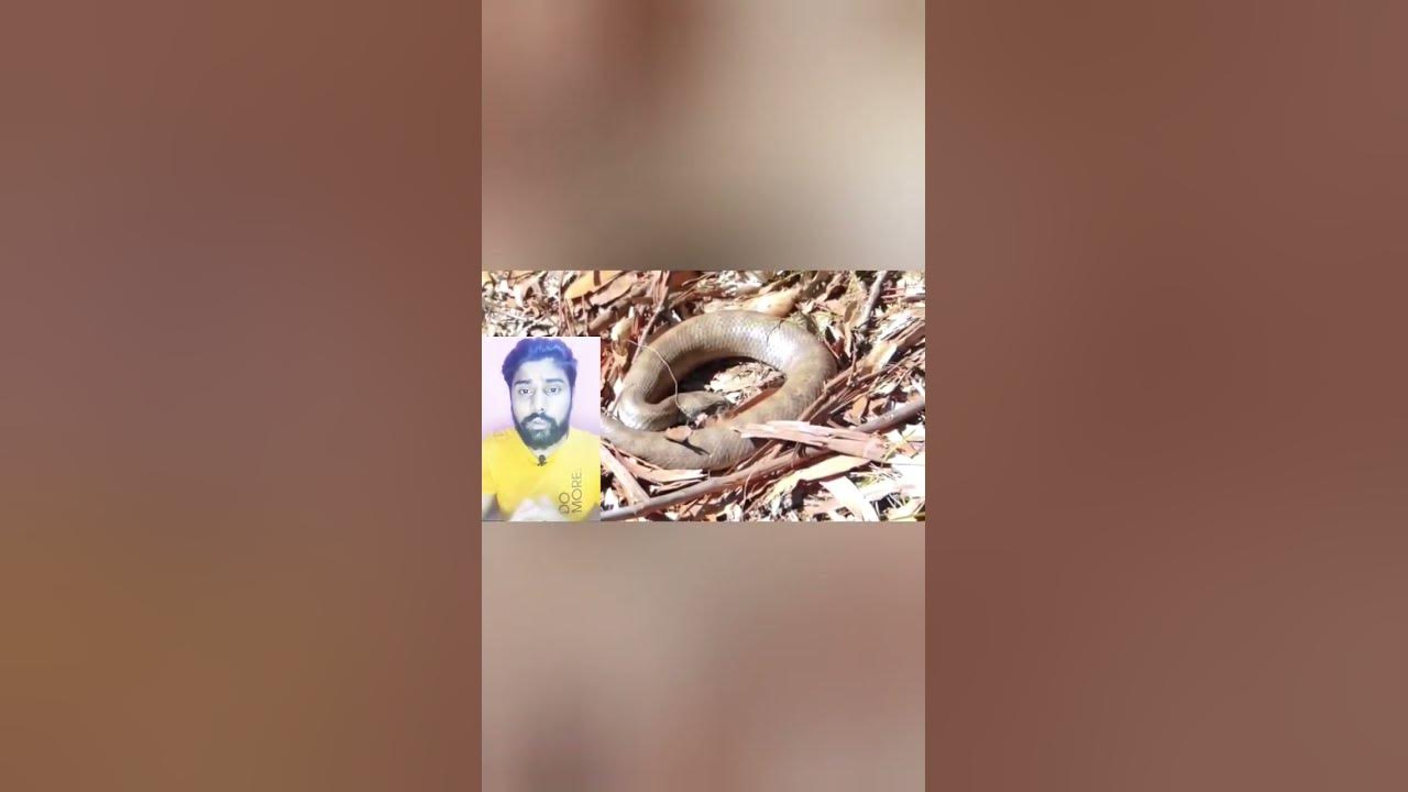 World Poisonous Animal viral facts shorts YouTube meet-the-world-s-most-poisonous-animals