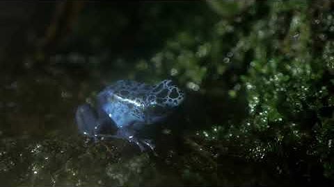 Unit 2 Lesson 7 Read-Aloud: The Poison Dart Frog