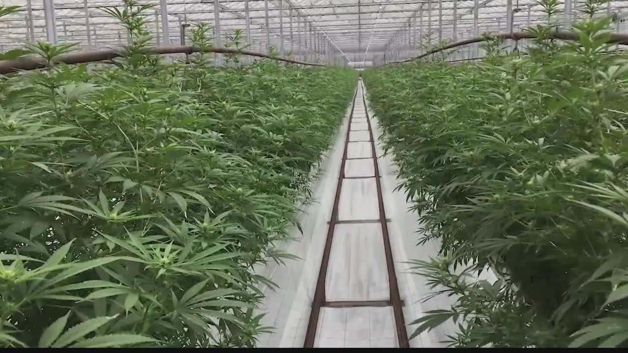 Green Leaf Medical to be acquired by Columbia Care