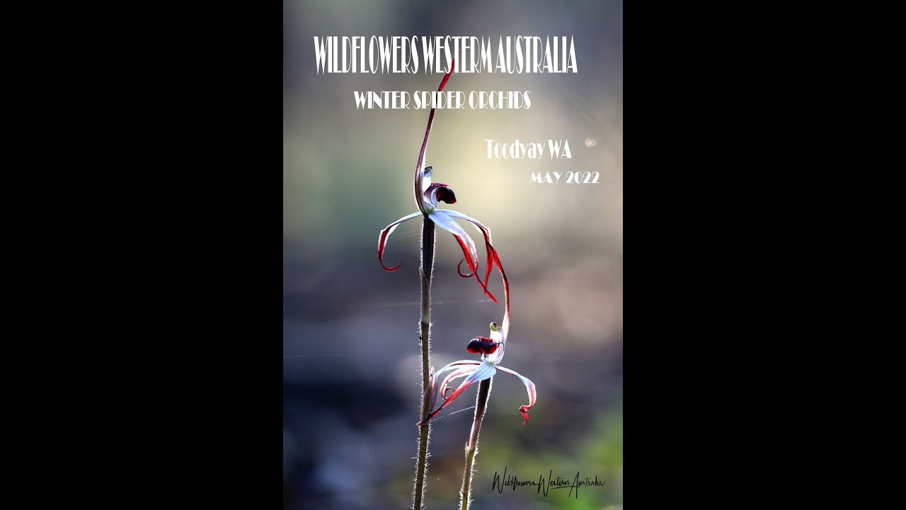 Where to find Winter Spider Orchids -Part 1 Wildflowers Western Australia -Joanne Sharpe May 2022