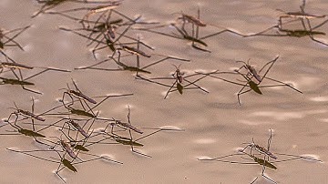 How Do Bugs Walk on Water?