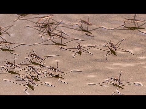 How Do Bugs Walk on Water?