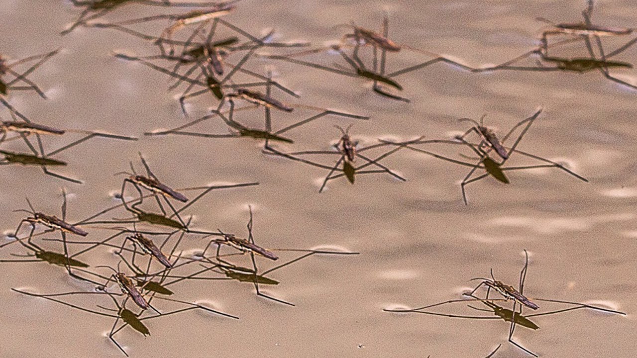 How Do Bugs Walk On Water?