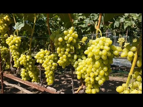 Этот виноград без
