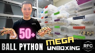 50+ Powerhouse Ball Pythons Have Finally Arrived! | 엄청난 볼파이톤들이 드디어 도착! I Unboxing | Ball Python