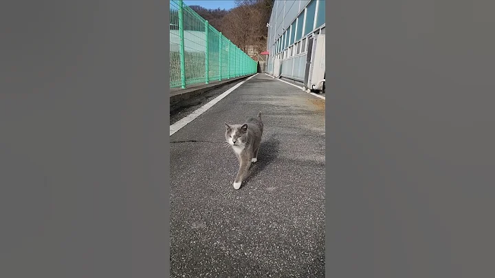 Video 11905161: british shorthair cat meowing, british shorthair cute cat