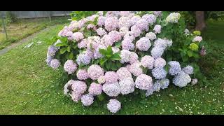Hydrangeas (hortensia), in the summer time of New Zealand