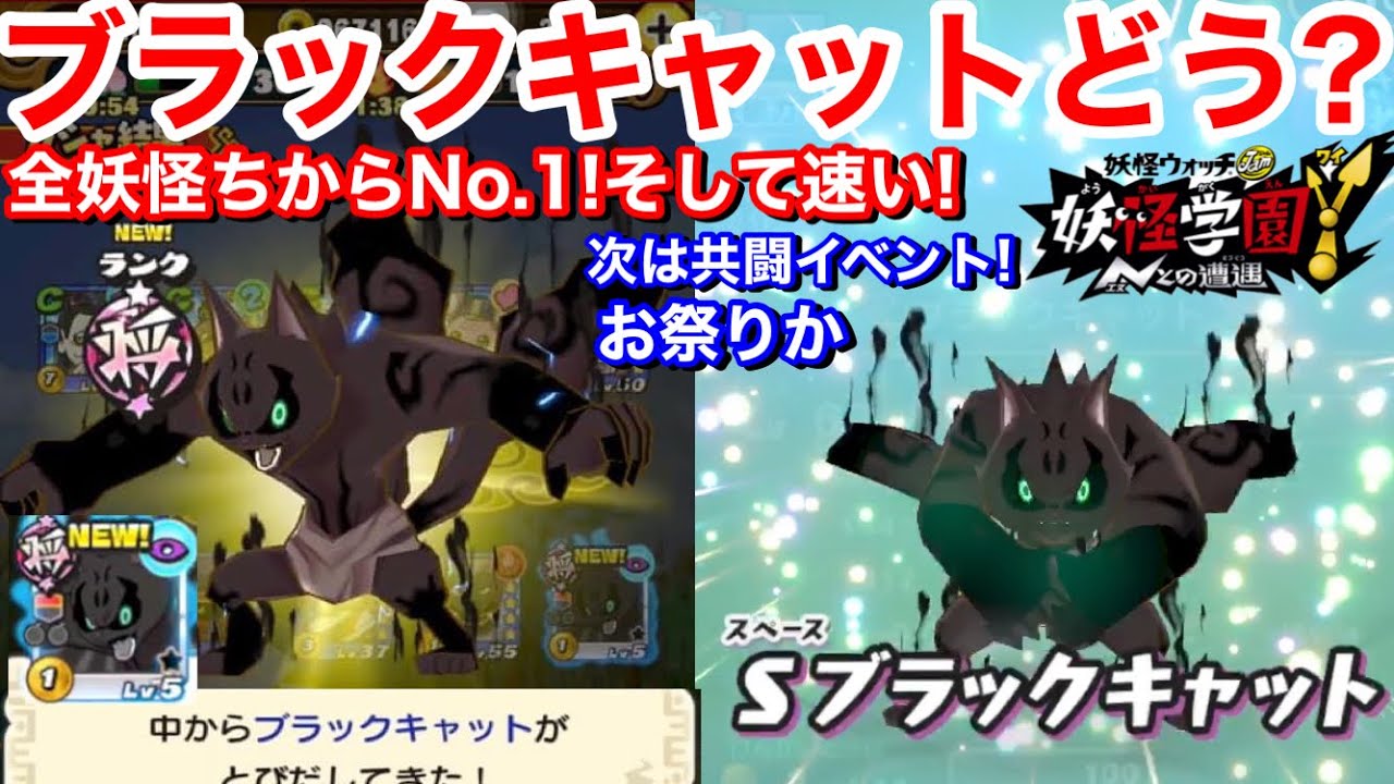 全妖怪ちからNo.1！ブラックキャット どうなの？速くて堅くて強い