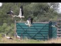 Juvenile white stork release 2021