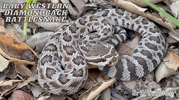 Baby Western Diamondback Rattlesnake Encounter In Angeles National Forest