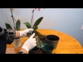 Как спасти фаленопсис орхидею от гибели