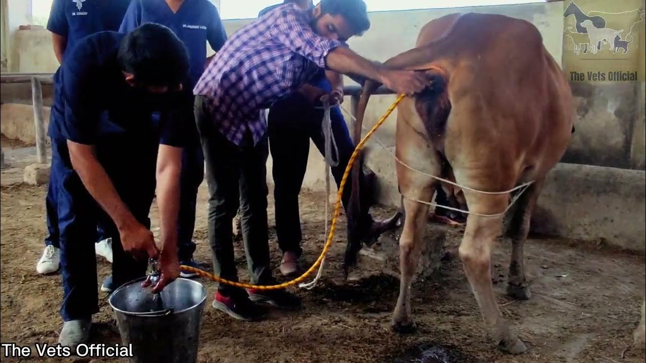 Enema of cow. enema sahiwalcows veterinary cleaning livestock