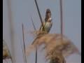 Paddyfield Warbler Paddyfield Warbler