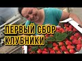 70кг - первый сбор клубники🥰 | обзор клубники | чем кормить клубнику?