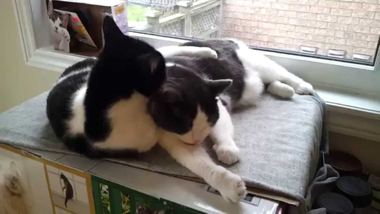 Loving cat sisters – Mutual grooming (Allogrooming - Sisterly love) - So sweet