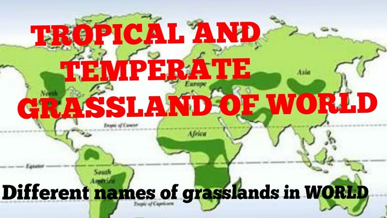 Grassland Of World Temperate And Tropical Youtube