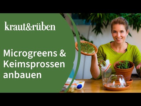 Video: Was sind Microgreens und wie man Microgreens anbaut