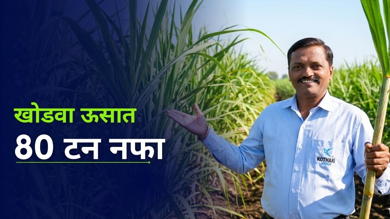 ऊस शेतकऱ्याचा जास्त नफा खोडवा ऊसात | एकरी 80 टन उत्पादनाची खात्रीशीर पद्धत