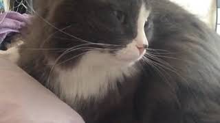 Кот мурлыкает Кот мурлыкает