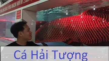 Cá Hải Tượng || trại cá Đức Tài.