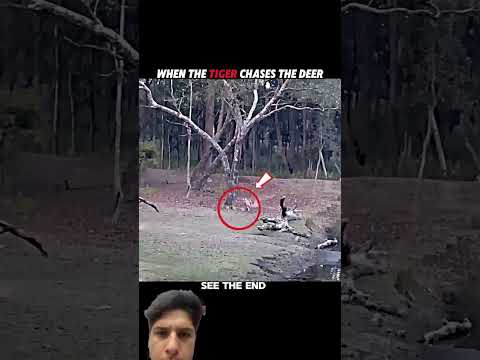 Cheetah speed Vs tiger speed #virl #animallife #speed #trending #shorts #youtubeshorts #tiger #virl
