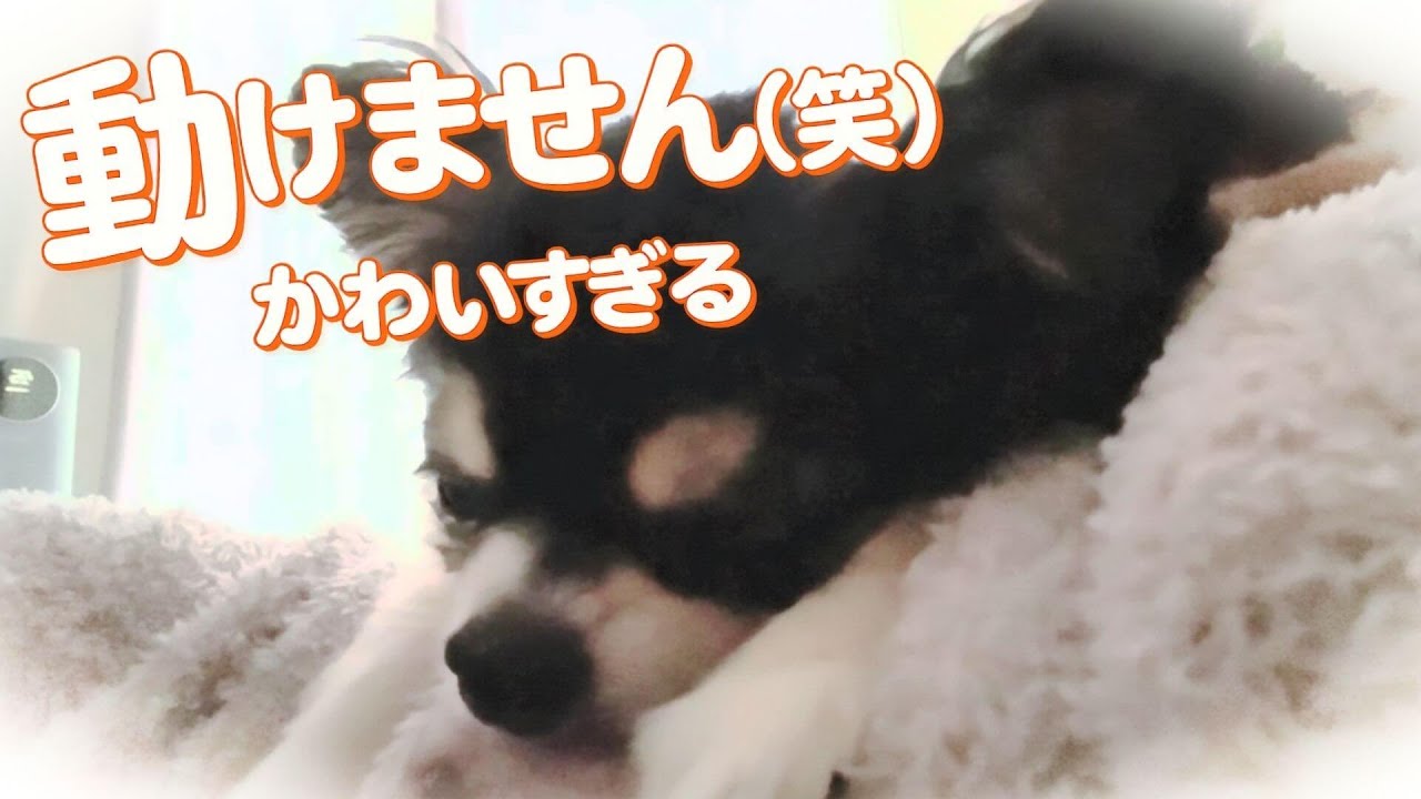 【チワワ】毎日、腕枕で寝る姿が可愛すぎる💕チワワのたまちゃん#チワワ#可愛い動画#ほのぼの動画